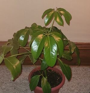 Meet your Posher, Arleen